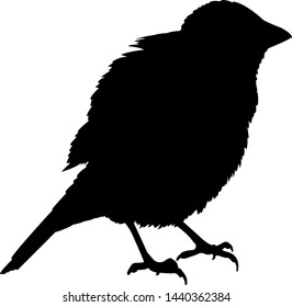 a sparrow body silhouette vector