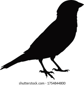a sparrow body silhouette vector