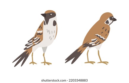 Sparrow as Brown and Grey Small Passerine Bird with Short Tail Standing Vector Set