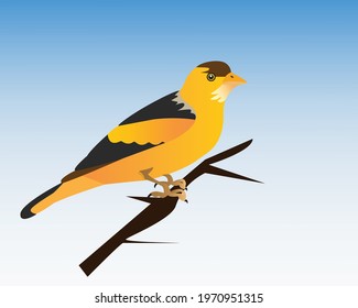 Sparrow, Canary, Bird, Yellow Canary Vector Graphics Design Template
