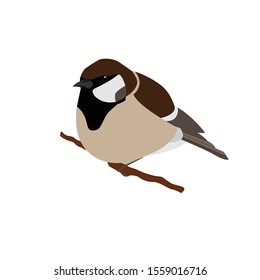 Sparrow cartoon winter bird sitting on branch of the tree. Vector illustration isolated on white background