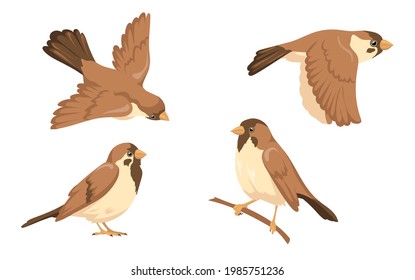 Sparrow character vector illustrations set. Small bird with brown feathers sitting on tree branch and flying isolated on white background. Nature, wild animals, ornithology concept