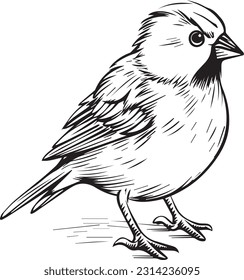 Sparrow, colouring book for kids, vector illustration	