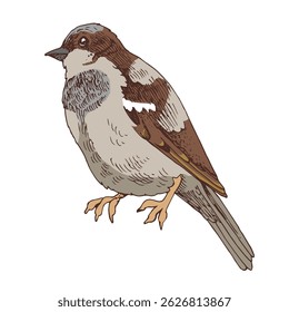Sparrow hand drawn vector illustration