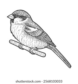 Sparrow Hand-Drawn Vector, Graphic Style, Cartoon Illustration, Black and White, Sketch Style, Isolated on White Background