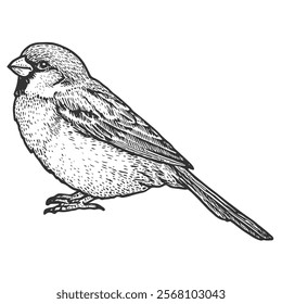Sparrow Hand-Drawn Vector, Graphic Style, Cartoon Illustration, Black and White, Sketch Style, Isolated on White Background