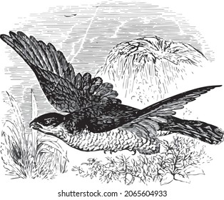 Sparrow Hark Bird Victorian Illustration, Sparrow Hawk Flying