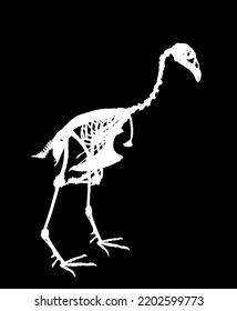 Sparrow hawk vector silhouette illustration isolated on black background. Bird skeleton body structure symbol. Anatomy and biology science object. Sparrowhawk shape.
