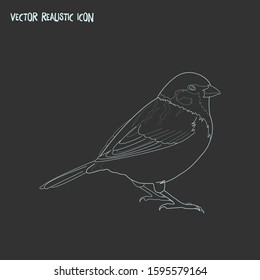 Sparrow icon line element. Vector illustration of sparrow icon line isolated on clean background for your web mobile app logo design.