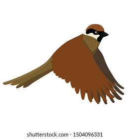 Sparrow isolated on a white background. Vector graphics.