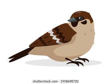 Sparrow isolated on white background. Sity bird icons vector illustration for nature design.