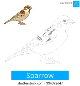 Sparrow learn birds educational game learn to draw vector illustration