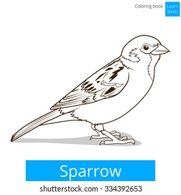 Sparrow learn birds educational game vector illustration