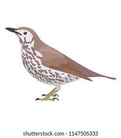 
Sparrow like bird in  brown color depicting wood thrush 
