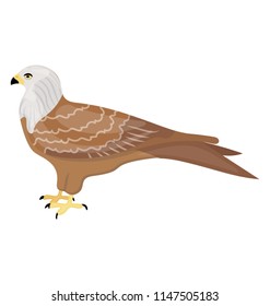 
A sparrow like bird in brown and white color, falcon

