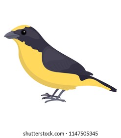 
Sparrow like bird in yellow and grey color depicting  tropical parula 
