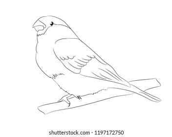 sparrow lines, vector. White background
