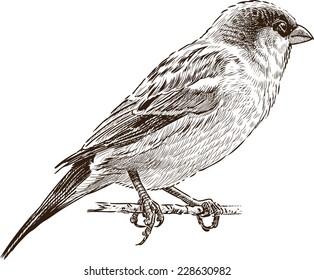 sparrow on branch