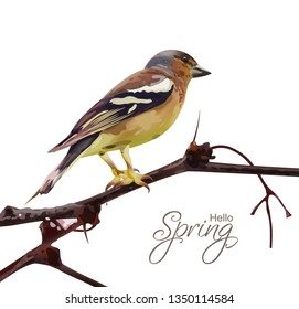 Sparrow on a branch isolated Vector. Spring card. spring moments