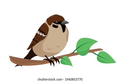 Sparrow on branch isolated on white background. Sity bird vector illustration for nature design.