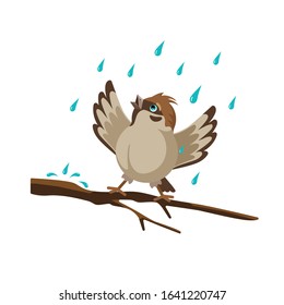 A Sparrow on a branch, rejoicing in the rain. Spring is coming and he is happy. Vector isolated image on a white background.
