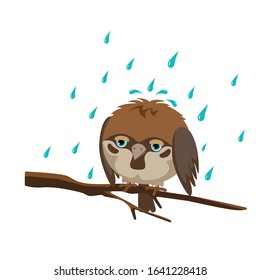A Sparrow on a branch, sitting frowning. It's raining and it's cold and wet. Vector isolated image on a white background.