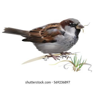 Sparrow - Passer domesticus.
Hand drawn vector illustration of a male house sparrow picking grass for building nest on white background.
