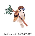 Sparrow perched on fir tree branch. Little small winter bird sitting on pine twig, sprig in wild nature. Avian animal, passer montanus, fauna. Flat vector illustration isolated on white background