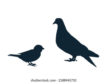 Sparrow and Pigeon Silhouette siolated on white background. 