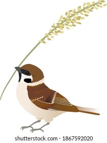 Sparrow With Rice Grain, Vector Illustration