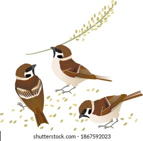 Sparrow with rice grain, vector illustration