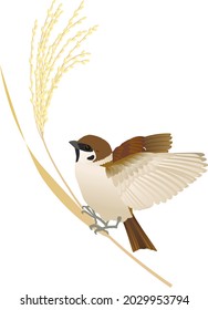 Sparrow with rice vector illustration 