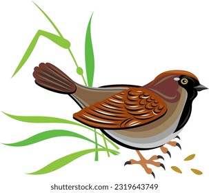 Sparrow, seed sparrow and green grass, vector illustration isolated on white background.