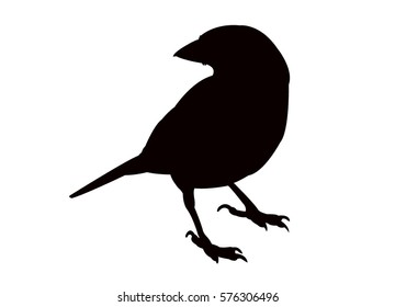 a sparrow silhouette