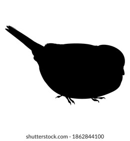 Sparrow. Silhouette of a small bird. Animal illustration. Passer domesticus.