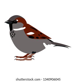 Sparrow. Simple color vector illustration isolated on white