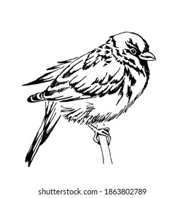 A sparrow sits on a branch. Hand-drawn with an ink pen. Vector illustration