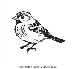 Sparrow sketch, hand drawn small songbird with detailed feather texture standing. Wildlife animal doodle art, nature study ink drawing, perched avian creature black white graphic