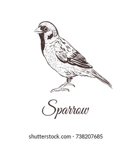 Sparrow Sketch Vector Illustration. A Series Of Drawings Of Birds. Sparrow Hand Drawing