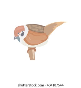 Sparrow, town Sparrow bird, vector illustration, Sparrow lives near people