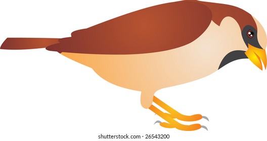 sparrow vector