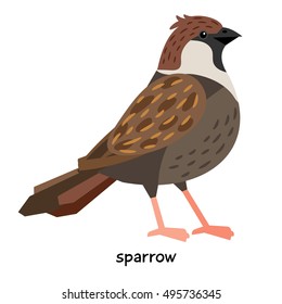Sparrow vector illustration