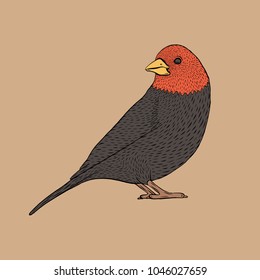 Sparrow, vector illustration of bird, ink drawing, hand drawn vector icon