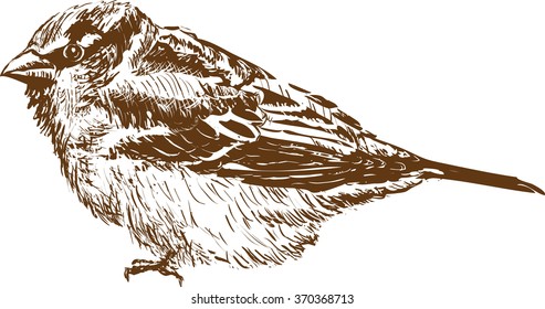 Sparrow. Vector illustration isolated on white