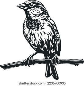 ilustración vectorial de sparrow. dibujo monocromo