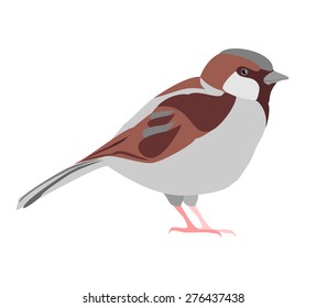 Sparrow. Vector realistic image of the gray  brown little bird.