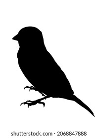Sparrow vector silhouette illustration isolated on white background. Little city bird portrait symbol.
