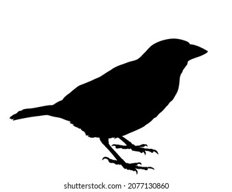 Sparrow vector silhouette illustration isolated on white background. Little city bird portrait symbol.