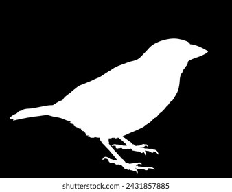 Sparrow vector silhouette illustration isolated on black background. Little city bird portrait symbol. Shape sparrow shadow.