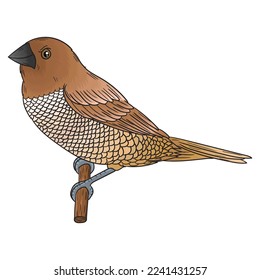 sparrow vector, this small bird can be found in many countries